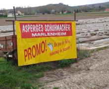 Asperges schuhmacher