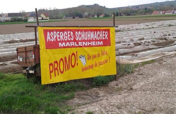 Asperges schuhmacher