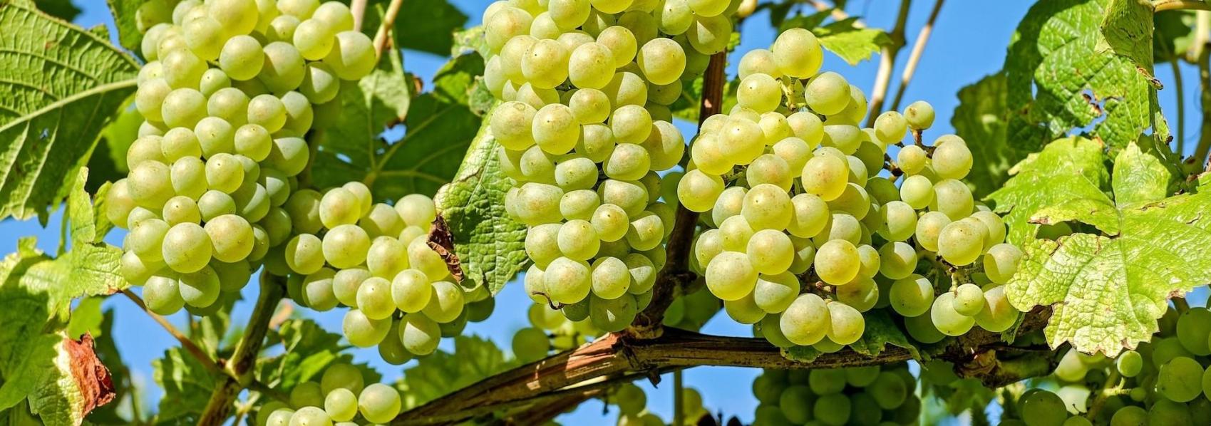 Uppv association des commercants et des artisans de la porte du vignoble